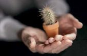 Hoe de zorg voor een zilveren fakkel Cactus