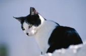 Is de Lacepedes Skink giftig voor katten?
