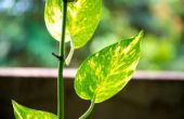 De beste manier om te groeien van een Plant Pothos Ivy