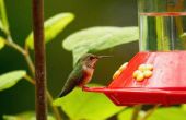 Hoe schoon een Hummingbird Feeder