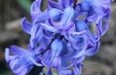 Allergie voor hyacinten