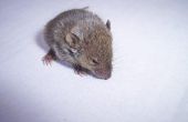 Hoe schoon & Sanitize weefsel van muizen uitwerpselen