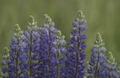 Wanneer de blauwe Bush Lupine Plant bloeien?