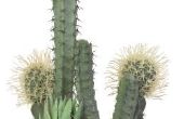 Hoe Clone een Cactus