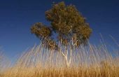 Soorten gras in Australië
