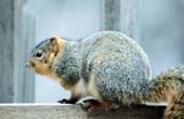 Hoe te stoppen met eekhoorns van het eten van bosbessen
