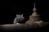 Het gebruik van ammoniak te ontdoen van ratten