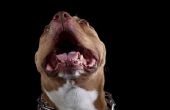 Hoe te vertellen als uw pup een blauwe neus/Red Nose Pitbull is?