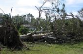 Huiseigenaar de verzekering en boom van een buurman materiële schade