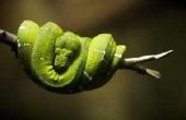 Hoe te houden van de slangen uit hout
