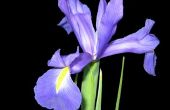Hoe te schilderen van een Iris bloem