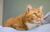 Wat zijn de gevolgen van Ibuprofen voor katten?