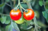 Eet hert tomatenplanten?