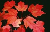 Het verschil tussen een Autumn Blaze Maple & een rode esdoorn