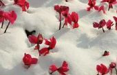 Lijst van bloemen van winterseizoen