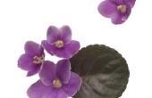 Hoe te planten Afrikaanse viooltjes met lange nek