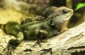 Zelfgemaakte Iguana afstotend
