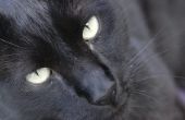 Bijwerkingen van de stimulerende middelen van Valium, eetlust bij katten