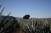 Wat voor soort Plant Is Tequila ontleend?