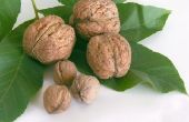 Verschillende soorten walnoten