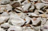 Hoe schoon oesterschelpen voor Compost