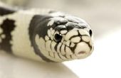 Wat voor soort slang Is zwart & wit?