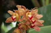 Japanse Orchidee verzorging