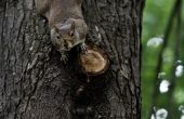 Zelfgemaakte eekhoorn afstotend voor vogelzaad