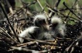 Hoe kan u helpen een baby vogel die viel uit haar nest