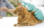 Behandeling van nier-infectie bij katten