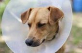 Postoperatieve braken bij honden