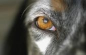 Wat zijn de behandelingen voor Uveitis bij honden?