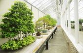 Ideeën voor binnen Atrium planten