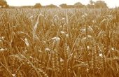Grond voor de teelt van tarwe