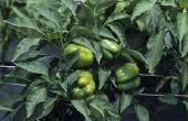 Waarom mijn groene paprika's zal niet groeien