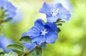 Zorg voor 'Blauw Daze' bloemen