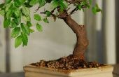 Hoe snel het groeien van bonsaibomen