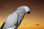 Hoe herken ik geslachten van Afrikaanse grijze papegaaien