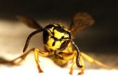 How to Get Rid van bijen in gazon