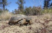 Feiten over de woestijn schildpadden voor kinderen