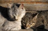 Holistische Home Remedies voor Feline luchtwegen