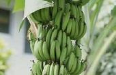 Gebruik van bananen stengels