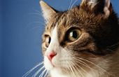 Effecten op de gezondheid van de ademhaling van de kat Urine geur