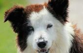 Stinkende gele wasachtige oor kwijting bij honden