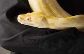 Wat Is een gele slang?