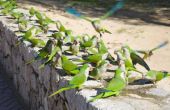 Hoe het aantrekken van Wild Quaker papegaaien aan een werf