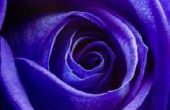 Hoe maak je een paarse roos