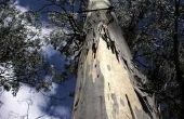 Eucalyptus bladeren als Mulch