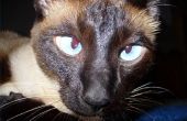 Scheelzien & astigmatisme bij katten