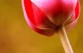How to Take Care van een Tulip-Plant in een Pot
